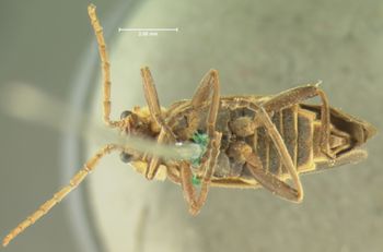 Media type: image;   Entomology 3384 Aspect: habitus ventral view